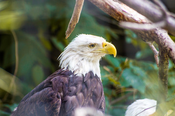 Bald Eagle in Zoo