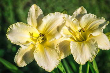 two yellow day lily flowers outdoor close up