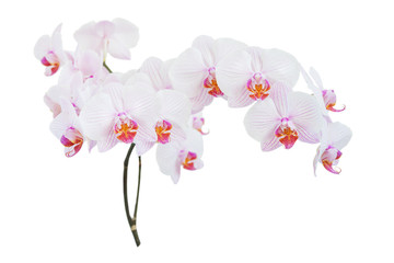 White and pink orchid on white