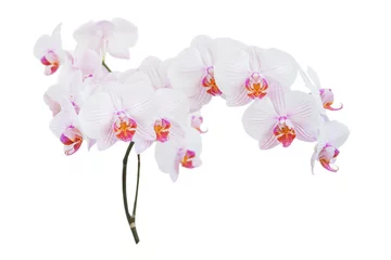 Poster Orchidée White and pink orchid on white