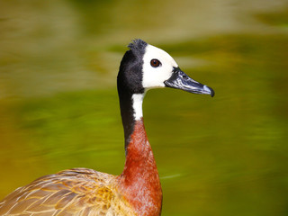 Canard