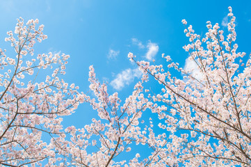 Sakura flower with blue sky.background