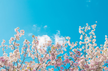 Sakura flower with blue sky.background
