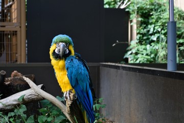 正面を向くルリコンゴウインコ Ara ararauna