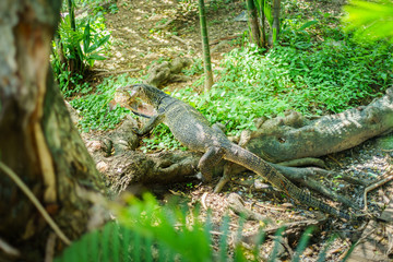 Varanus salvator (Water monitor or Asian water monitor) eating a Channa striata fish at nature outdoor park.