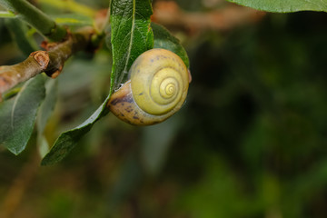 Gelbe Bänderschnecke an einem Weidenblatt, Cepaea