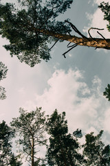 Bottom view of tall old trees in evergreen primeval forest