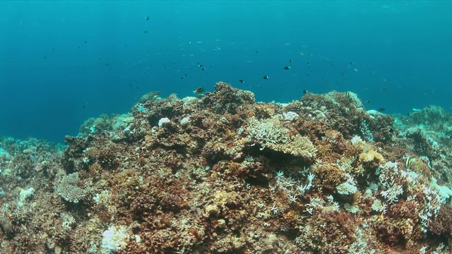 Coral bleaching on Apo Reef, Philippines May 2016