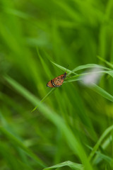 Green nature 