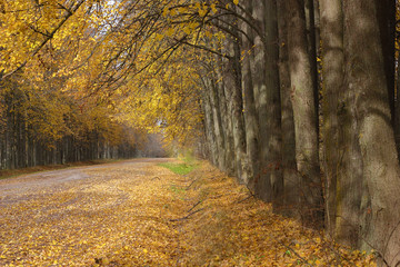 Fototapeta premium Autumn road strewned with yellow leaves