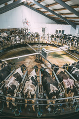 Milking cows at round rotary parlour system on dairy farm