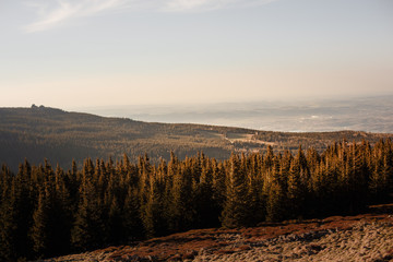 Forest in mountains at sunset