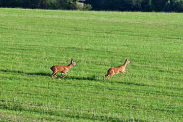 Roe deer bellows in rut season on the meadow keep watching his doe