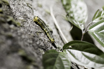 Caterpillar perched on a branch, a butterfly caterpillars before.