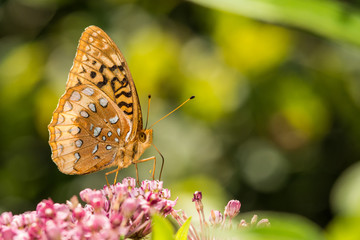 A Great Spangled Fritillary feeding on a flower.