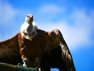 Vautour
