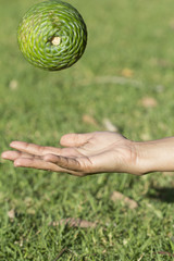 Chuck Green fruit, I do not know what fruit anything.