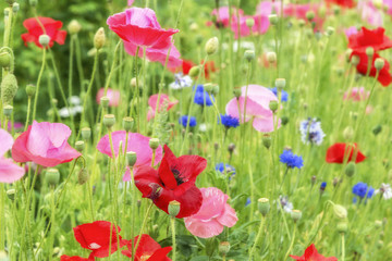 Obraz na płótnie Canvas Different poppies flowers in the summer garden