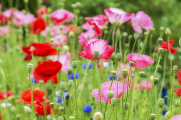 Obraz na płótnie Canvas Red and pink poppies, close-up