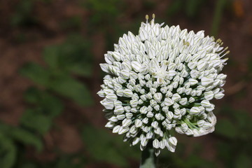 Bl&uuml;te einer Zwiebelpflanze, Zwiebel, Allium