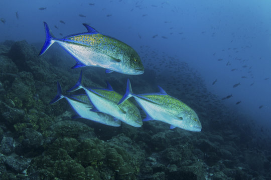 School Of Bluefin Trevally