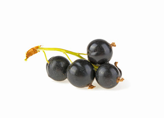 A branch of black currant with berries on a white background
