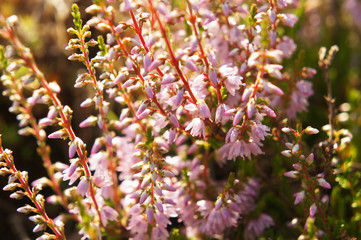 Heather purple flower plant in sunlight