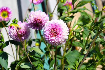Closeup of dahlia flower in full bloom in the garden.