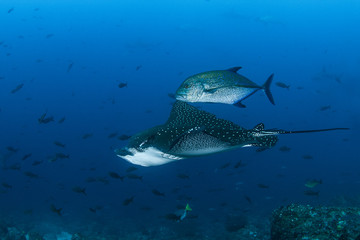 Spotted Eagle Ray and Bluefin Trevally