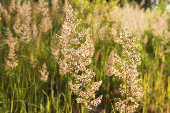 Holcus lanatus or yorkshire fog field grass in sunshine