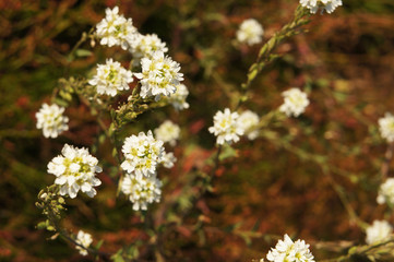 Berteroa  incana white flowers 