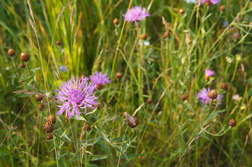 Meadow grass and wildflowers