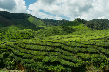 Tea plantation