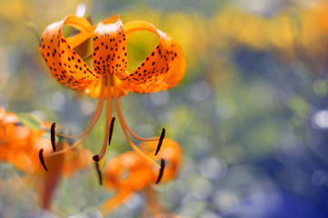 Blurred Lily flower on a beautiful background of yellow blue. Soft focus. Selective focus.