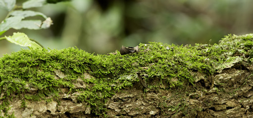 Moss in the forest