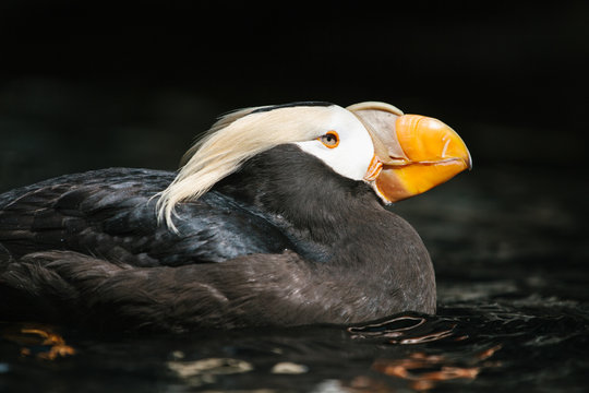 Captive Tufted Puffin in breeding plumage