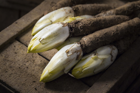 Freshly harvested Belgian endives with root