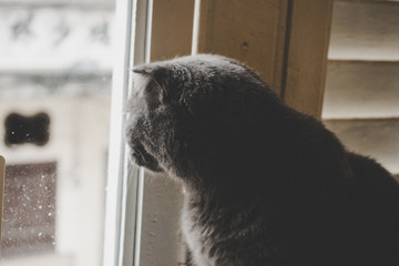 Cat looking out