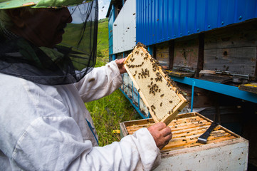 The beekeeper keeps a frame with honey sealed with wax