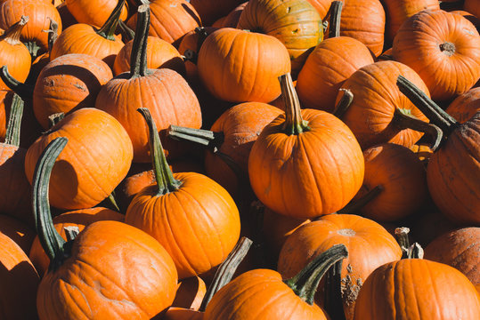 Pumpkins at a pumpkin patch in autumn