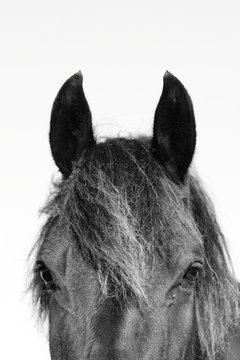 Horse head in b&w