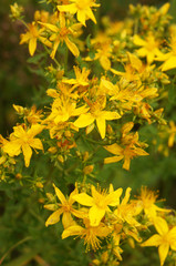 Hypericum yellow flowers with green 