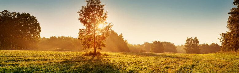birch tree foliage in morning light with sunlight. Sunrise on the field