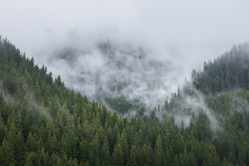 Fog in the forest on the mountain