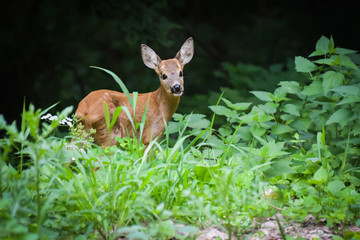 Rehkitz im Wald