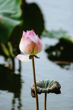 Lotus