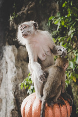 Monkey familly
