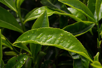 Tea plantation - 166499364