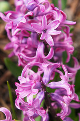 Hyacinthus or hyacinths purple flower close up vertical