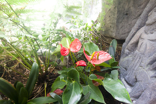 Anthurium or flamingo flower bloom in tropical garden.